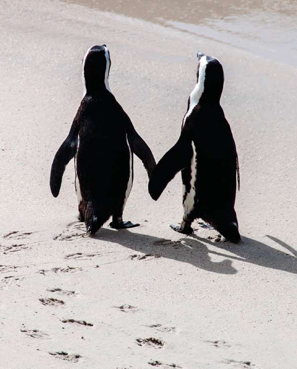 PKT 35 TWO PENGUINS