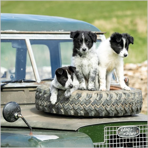 BORDER COLLIE PUPPIES