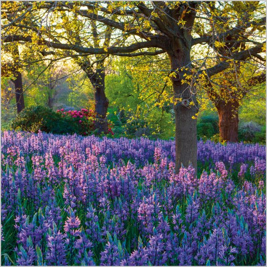 MEADOW OF CAMASSIA, RHS GARDEN, WISLEY, SURREY