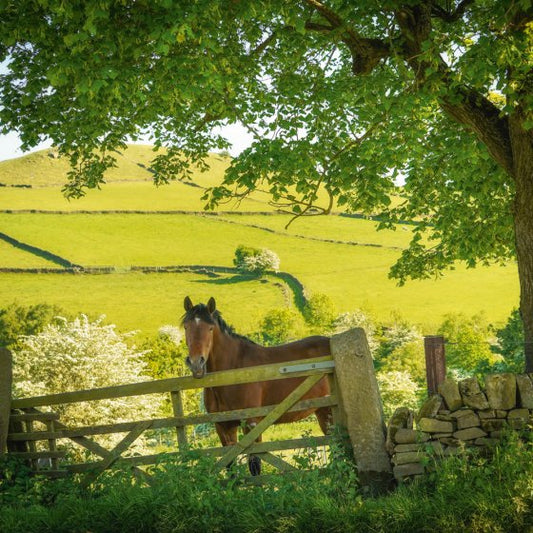 HORSE ABNEY THE PEAK DISTRICT