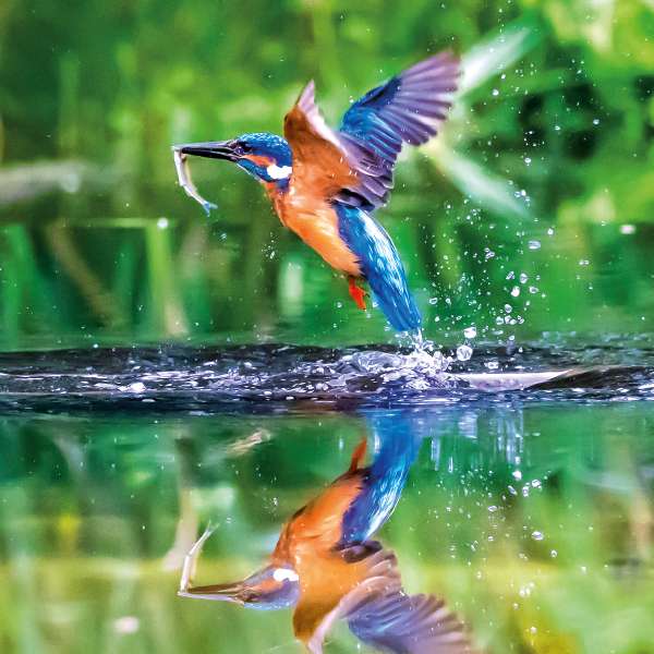 RSPCA KINGFISHER IN FLIGHT