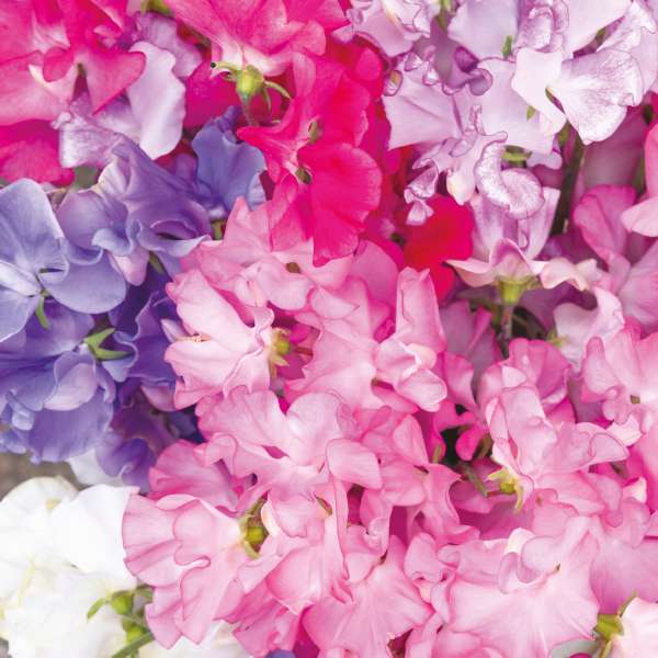 SWEET PEAS