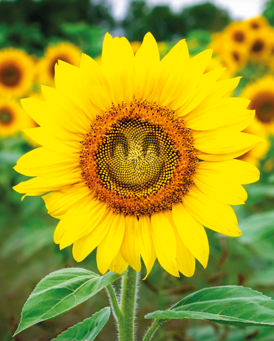 SUNFLOWER NOTELETS
