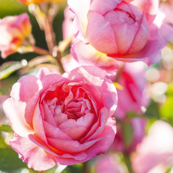 ENGLISH SHRUB ROSE