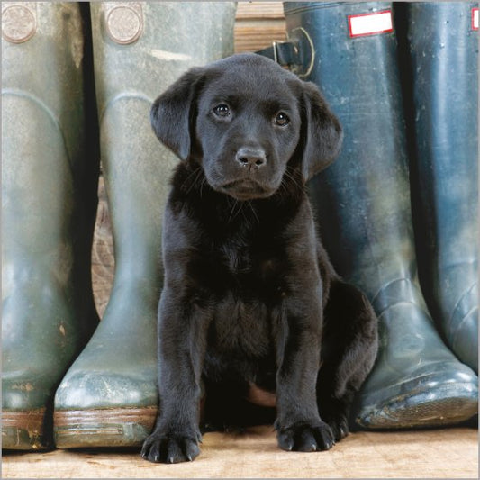 BLACK LABRADOR PUPPY