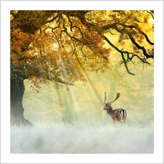 FALLOW DEER AT DAWN