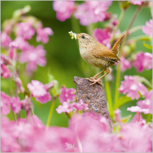 WREN AMONG RED CAMPION
