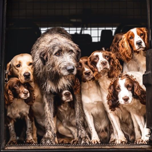 IRISH WOLFHOUND LABRADOR AND COCKER SPANIELS