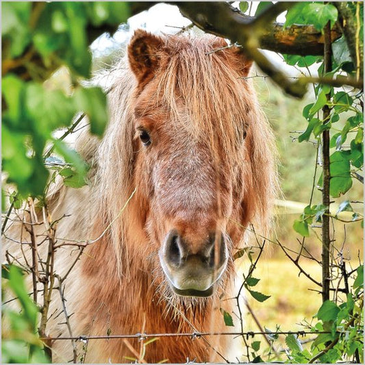 SHETLAND PONY