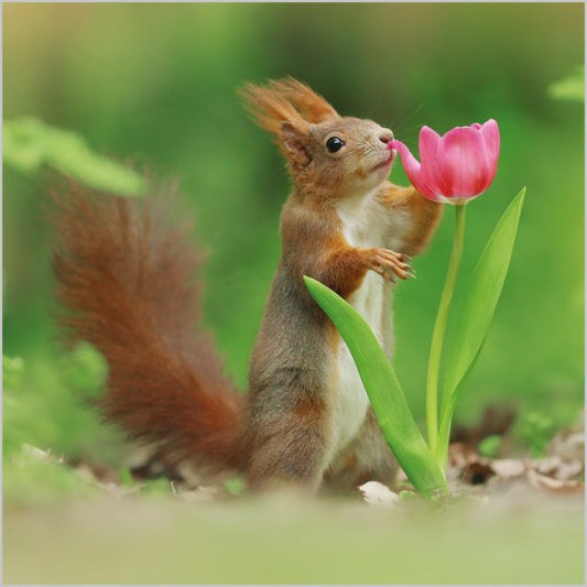 RED SQUIRREL
