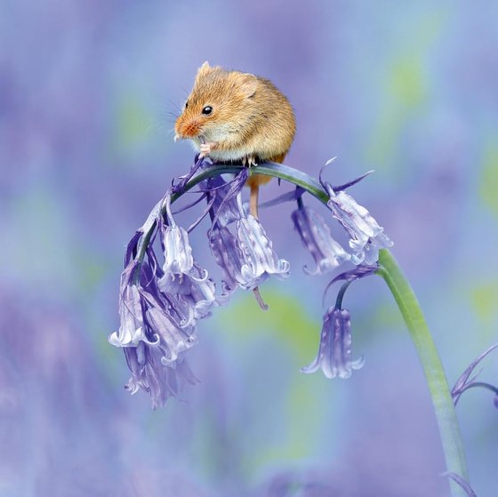 HARVEST MOUSE