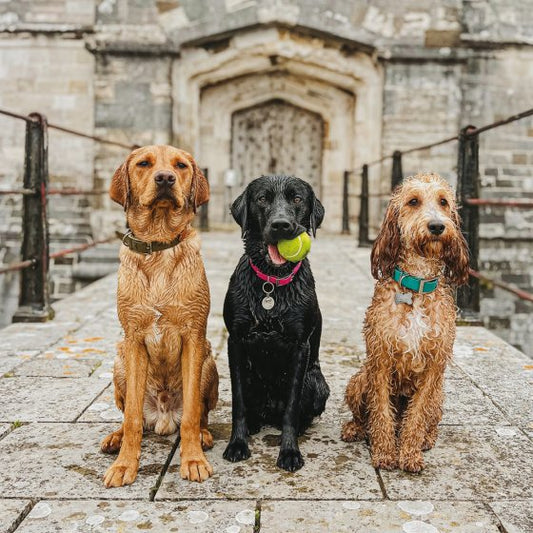 LABRADORS & COCKAPOO