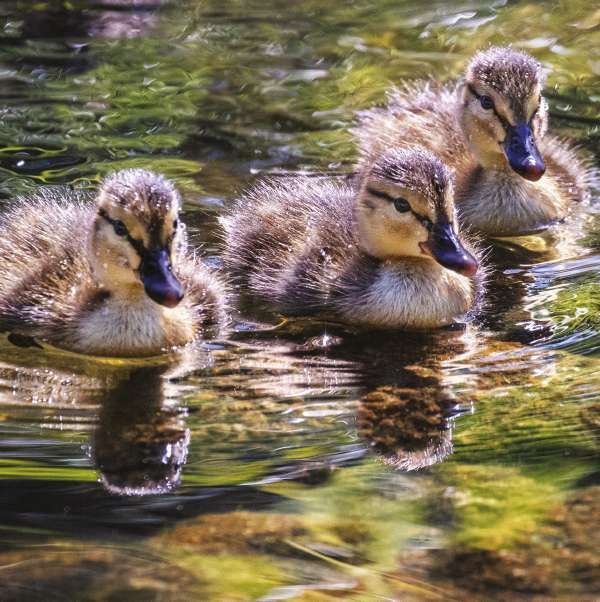 THREE LITTLE DUCKLINGS