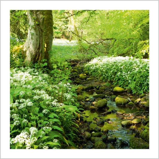 WOODLAND STREAM