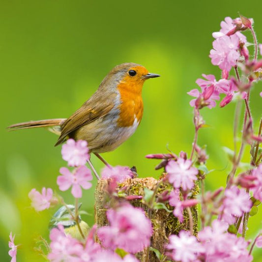EUROPEAN ROBIN