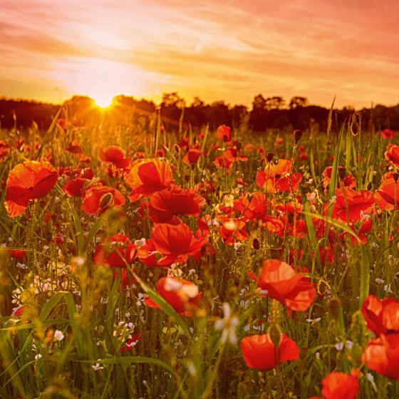 POPPY FIELD, BEWDLEY, WORCESTERSHIRE