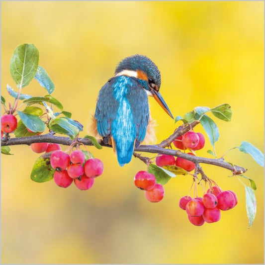 KINGFISHER ON CRAB APPLE BRANCH