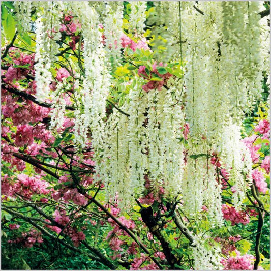 WHITE WISTERIA