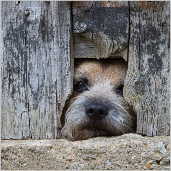 BORDER TERRIER