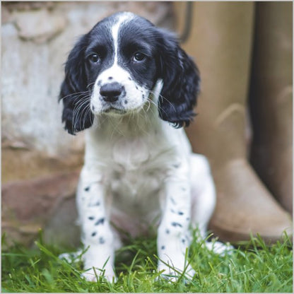 COUNTRY FILE - SPRINGER SPANIEL PUPPY