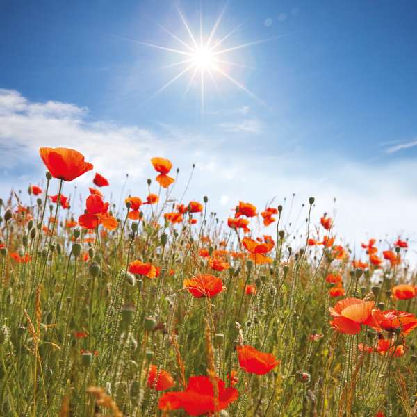 POPPIES