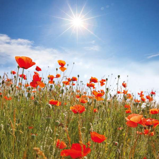 POPPIES