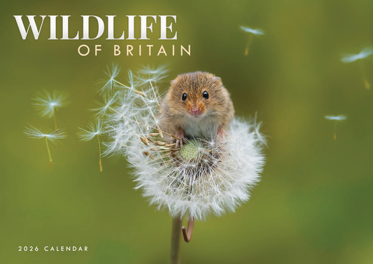 Wildlife of Britain A4 Calendar 2026 (PFP)