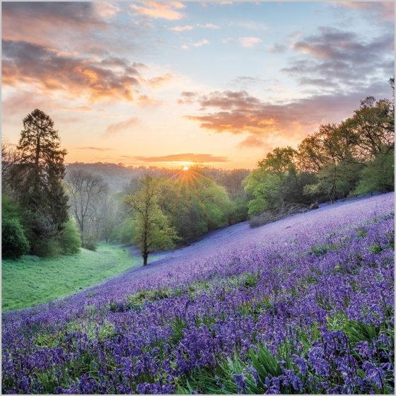 BLUEBELLS WEST DORSET