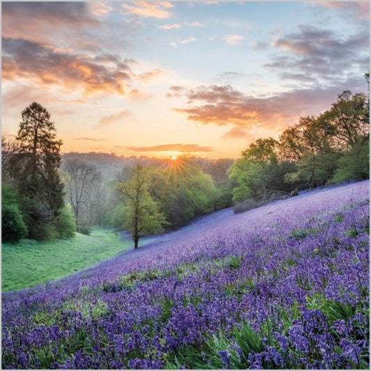 BLUEBELLS WEST DORSET