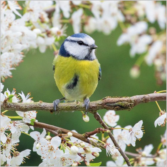 BLUE TIT IN BLOSSOM