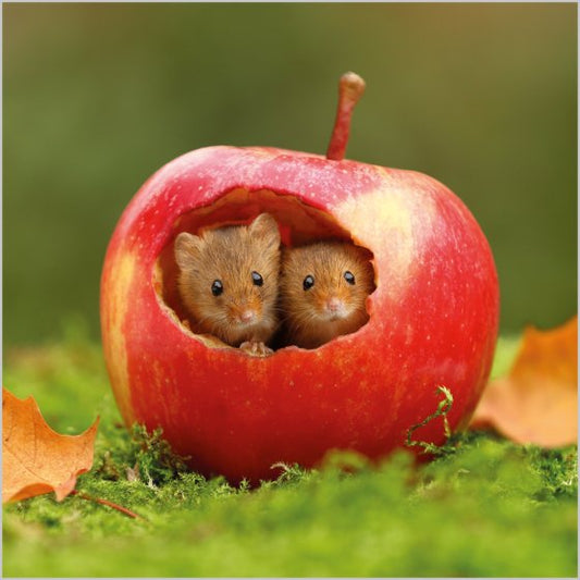 HARVEST MICE
