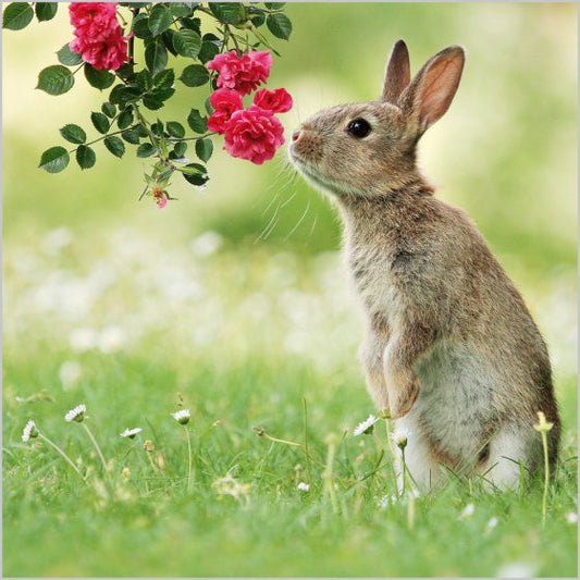 EUROPEAN RABBIT