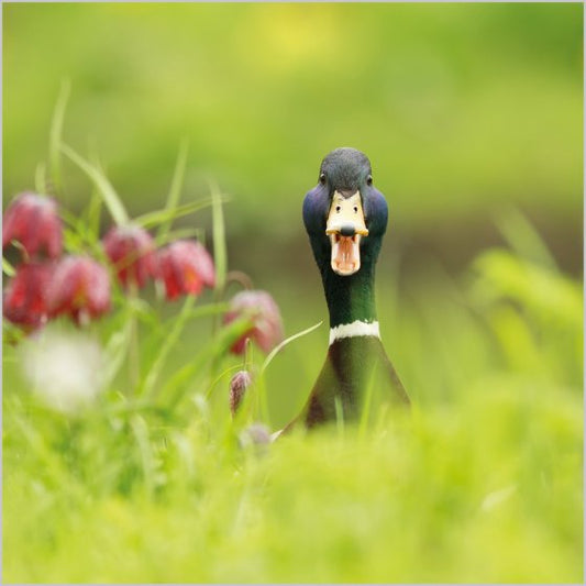 MALLARD DUCK