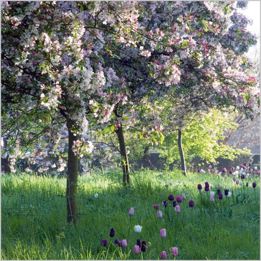 CRAB APPLES & TULIPS